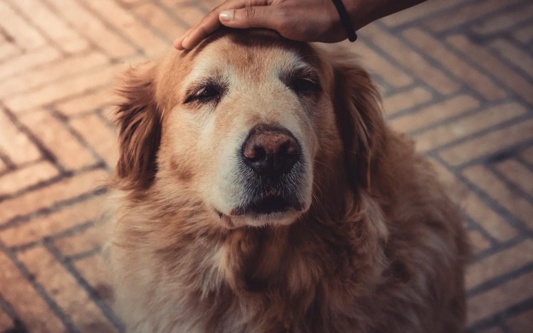 5 Easy Ways to Show Your Pet the Love