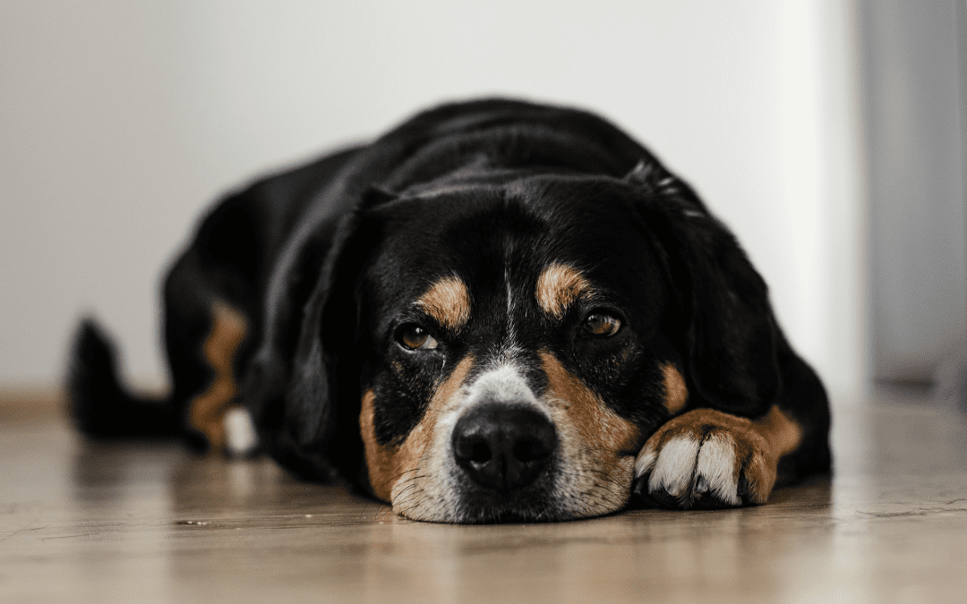 Kennel Cough Awareness: Symptoms, Treatments, and Prevention