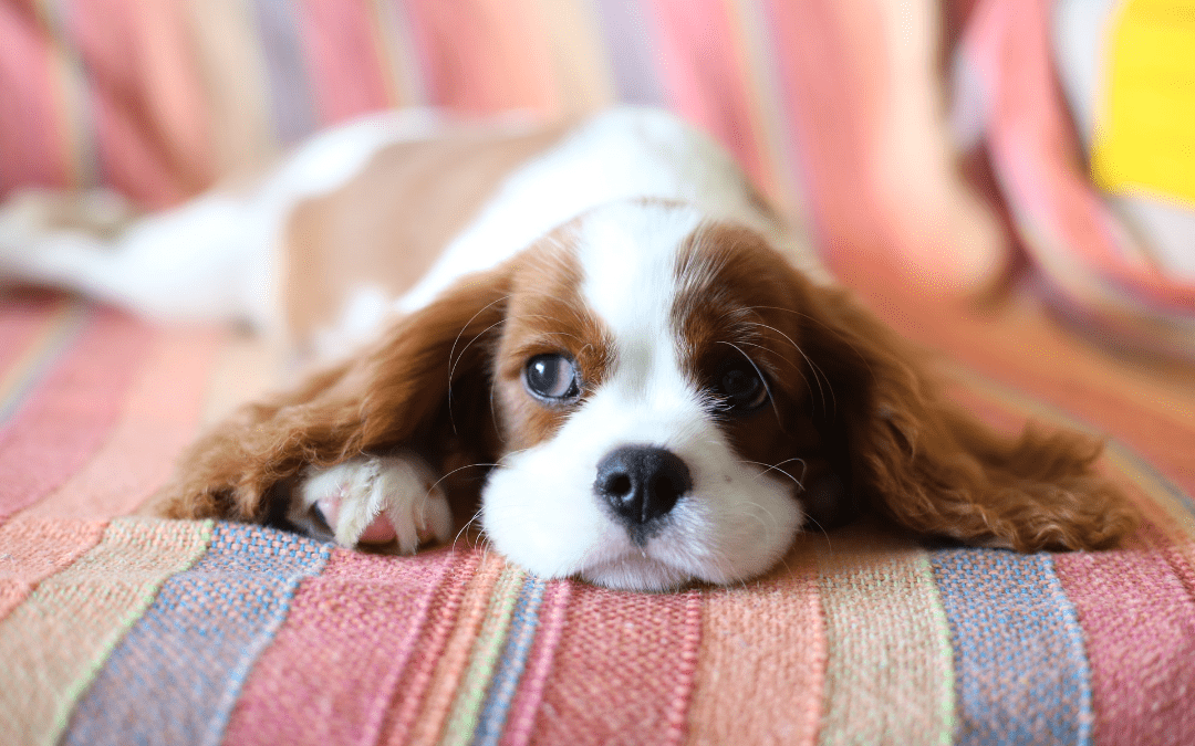 Canine Parvovirus: What You Need to Know and How to Protect Your Dog