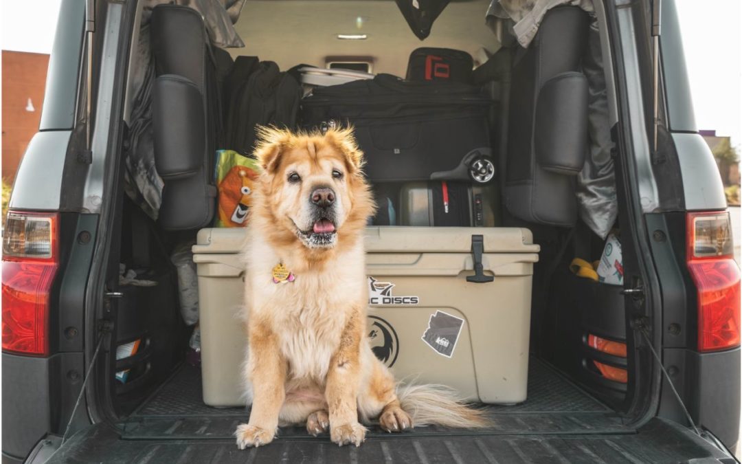 How to Keep Your Pet Safe When Traveling