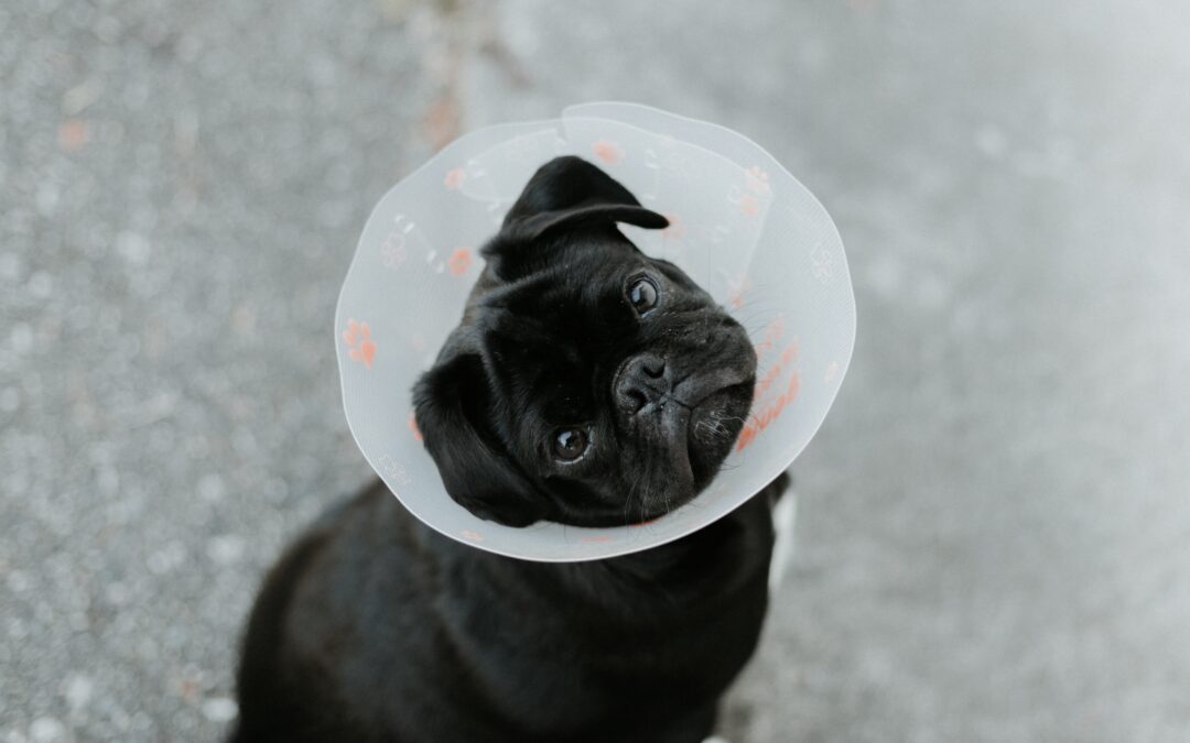 6 Pet Surgery Recovery Tips