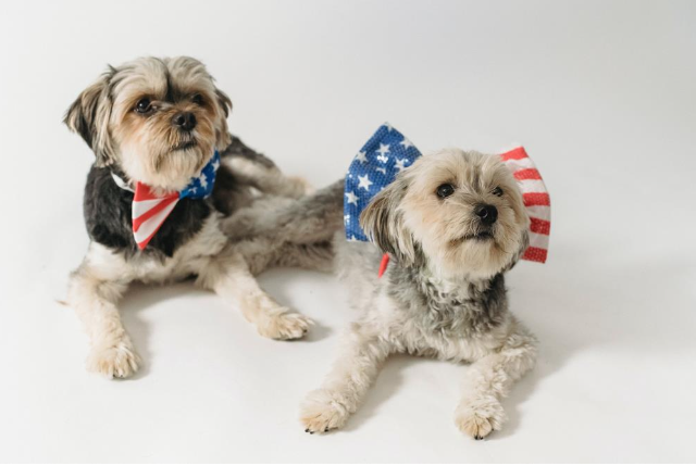 4th July dogs