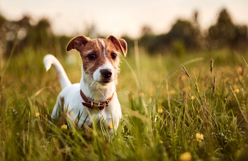 Navigating Poor Air Quality: Keeping Your Pets Safe