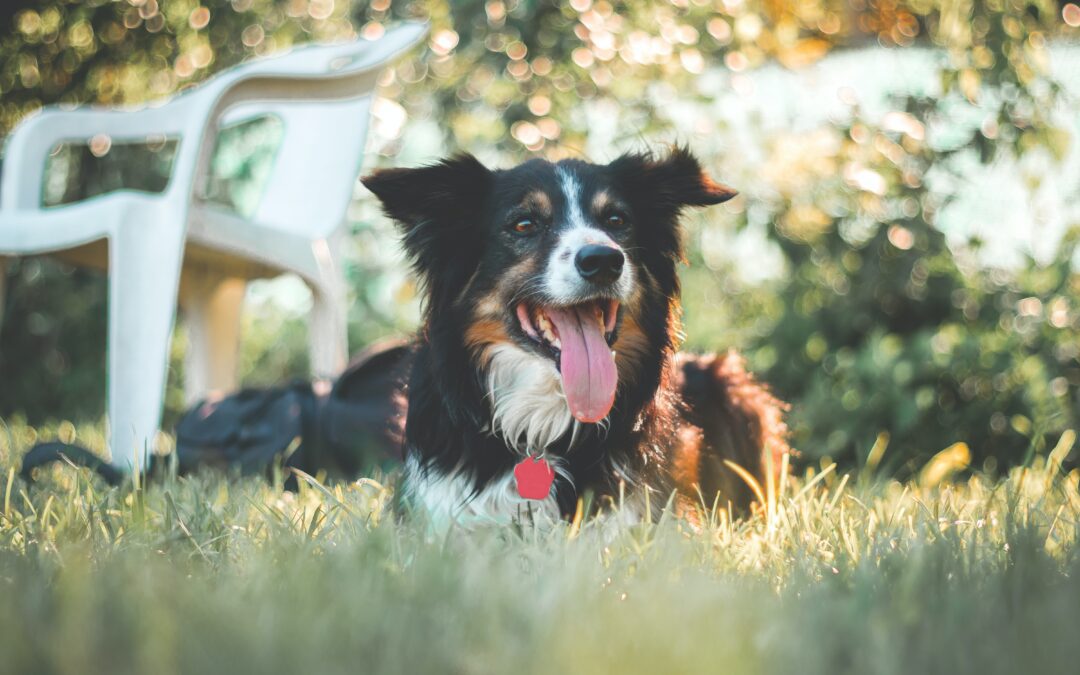 Keeping Your Canine Companion Cool: Heat Stroke