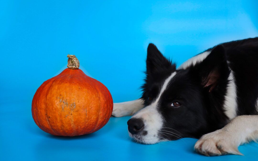 The Superfood Solution: Why Cats and Dogs Should Enjoy Pumpkin this Fall