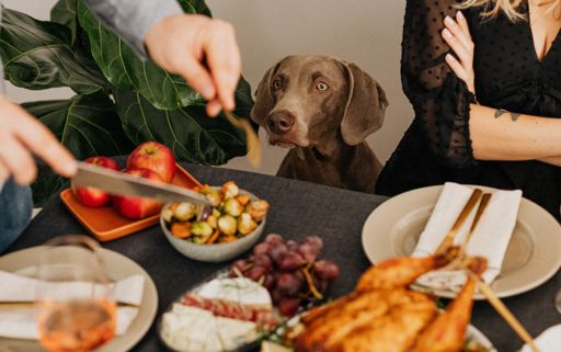 Safeguarding Your Furry Friends: A Guide to Pet-Friendly Thanksgiving