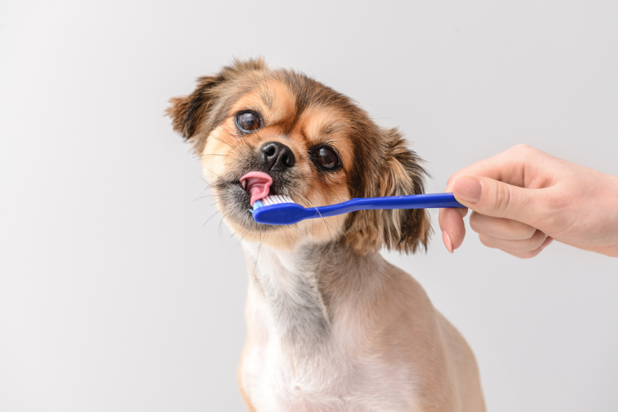 Unleashing the Importance of Dental Care for Your Furry Friends