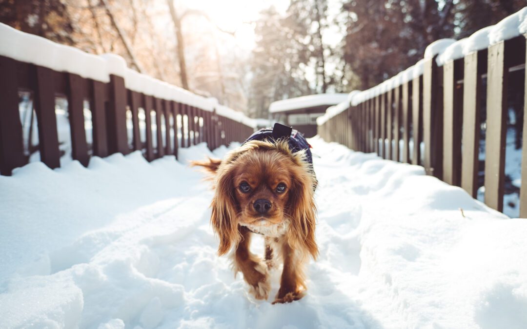 Navigating Winter Chill: Crucial Tips For Freezing Temperatures