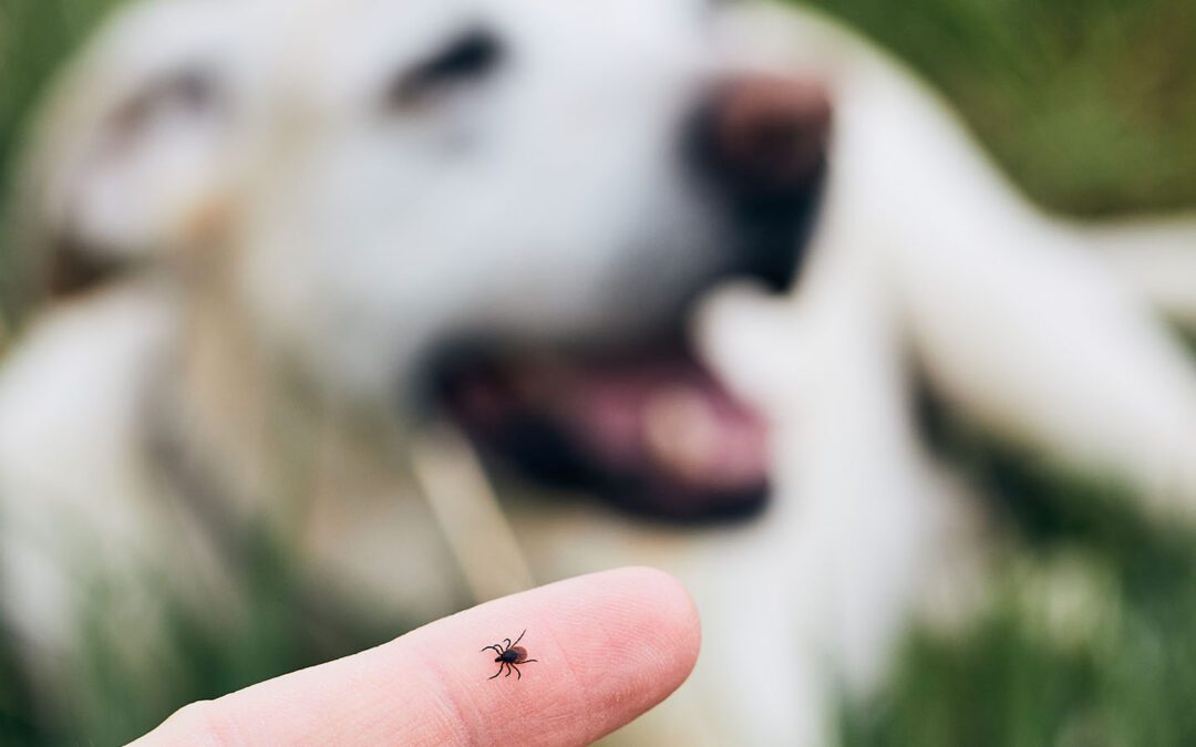 Tackling Tick Troubles: Lyme Disease Awareness Month