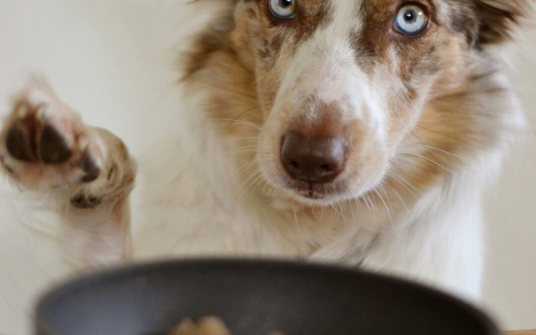 National Pet Obesity Awareness Day: Helping Our Pets Live Healthier Lives