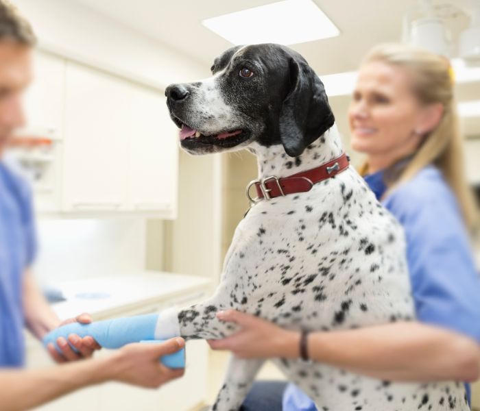 dog with two vets