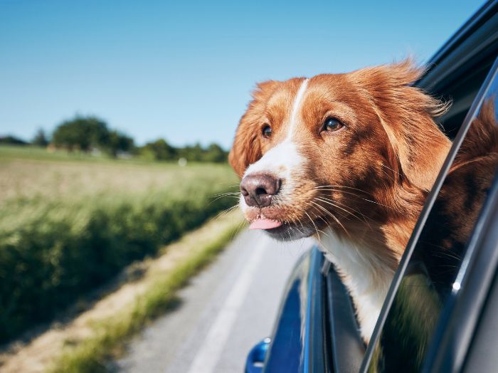 A cute dog traveling in a car