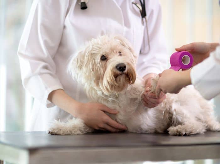 Vets wrapping bandage on a dog's leg