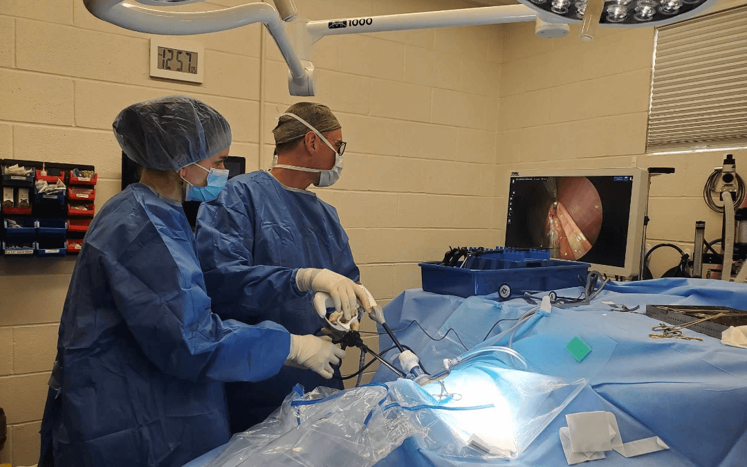 Laparoscopic Spay