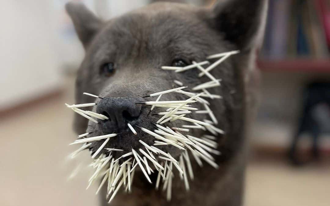 Porcupine Quills and Curious Dogs: What to Do When Your Pet Gets Stuck