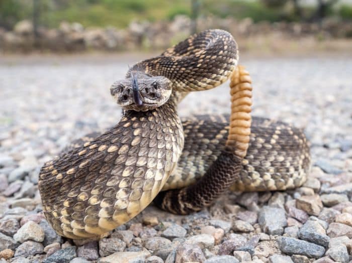 Blog 3 Rattlesnake Vaccine for Dogs Is Now Available Again in Central Washington